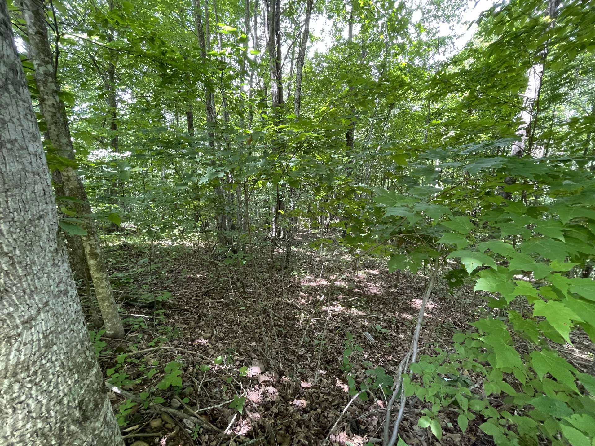Image number 9 for the current listing